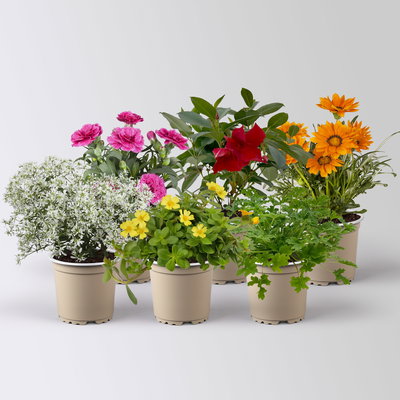 Pflanzenkreation 'Sonnenkünstler', 6 Pflanzen