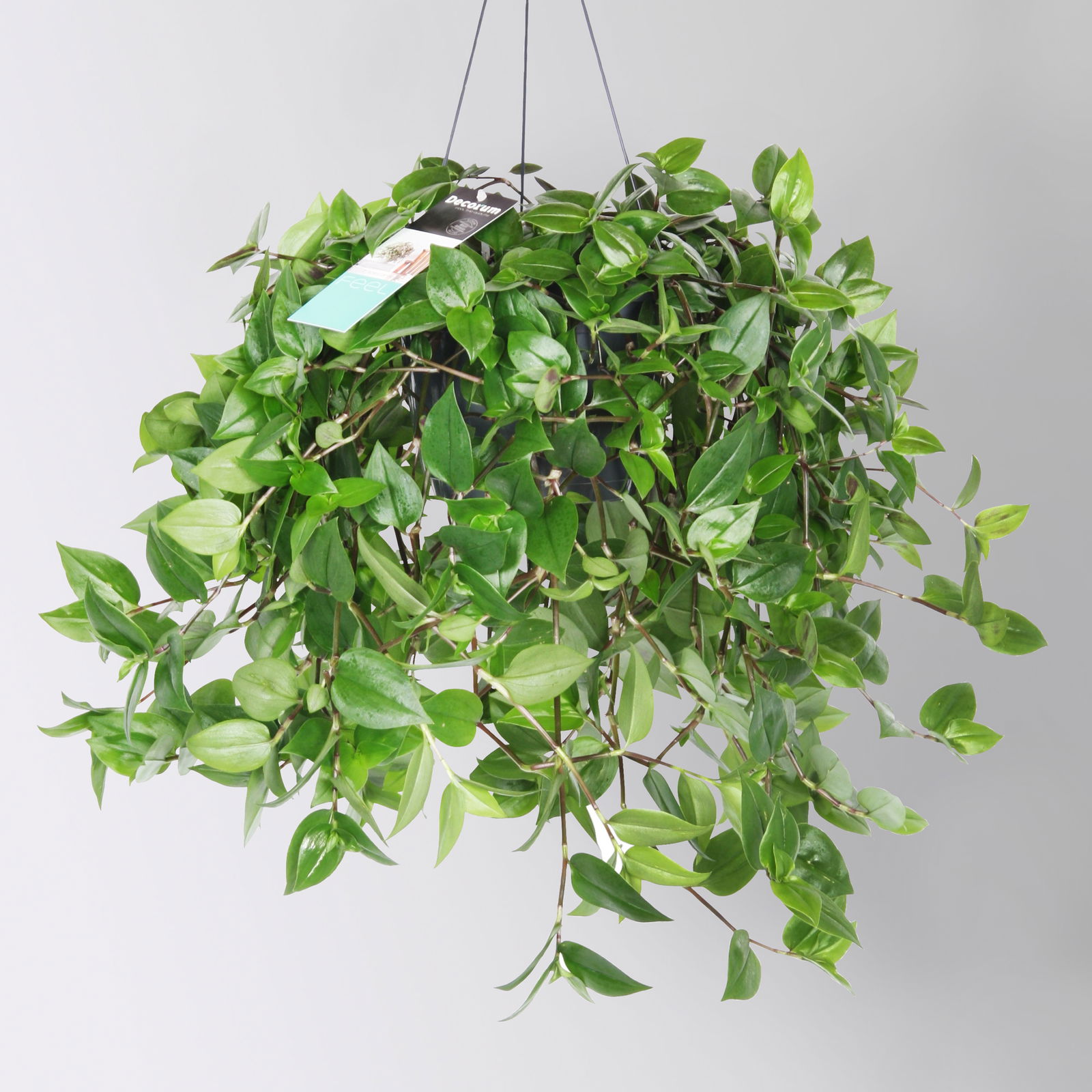 Dreimasterblume 'Green Hill', Ampeltopf-Ø 18 cm, Höhe ca. 35 cm