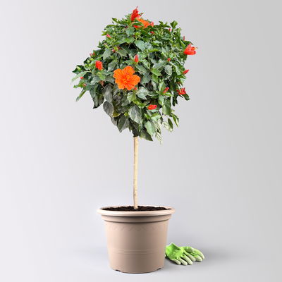 Hibiskus, orange, Stamm, Topf-Ø 33 cm, Höhe ca. 150 cm