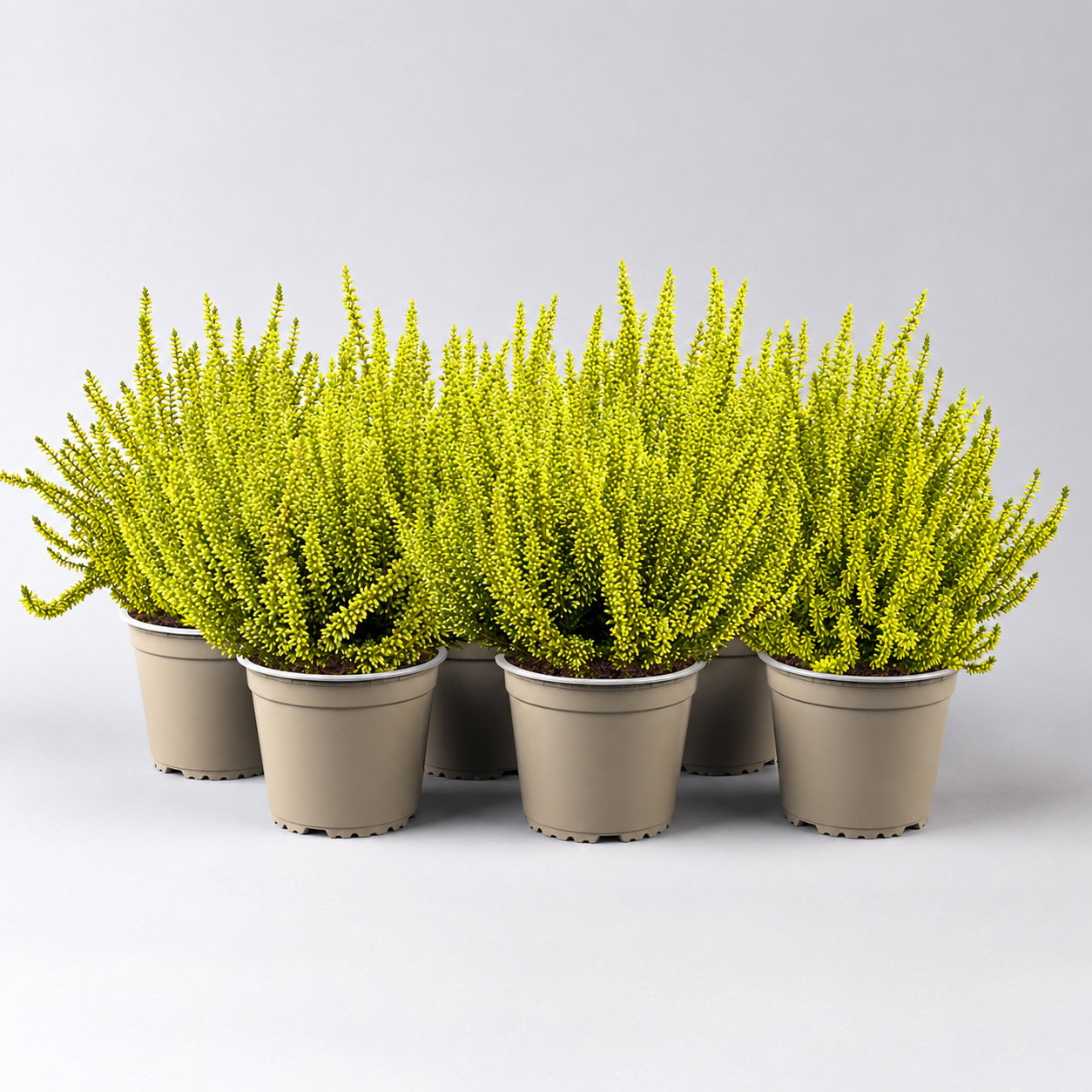 Knospenheide 'Picasso', gelb gefärbt, Topf-Ø 12 cm, 6 Pflanzen Knospenheide 'Picasso', gelb gefärbt, Topf-Ø 12 cm, 6 Pflanzen