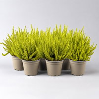 Knospenheide 'Picasso', gelb gefärbt, Topf-Ø 12 cm, 6 Pflanzen Knospenheide 'Picasso', gelb gefärbt, Topf-Ø 12 cm, 6 Pflanzen