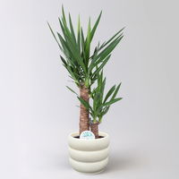 Palmlilie, Topf-Ø 17 cm, Höhe ca. 65 cm, inkl. Keramikübertopf Byron