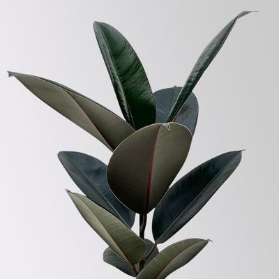 Gummibaum 'Abidjan' in Keramiktopf Dallas weiß, Topf-Ø 17 cm, Höhe ca. 55 cm Gummibaum 'Abidjan' in Keramiktopf Dallas weiß, Topf-Ø 17 cm, Höhe ca. 55 cm