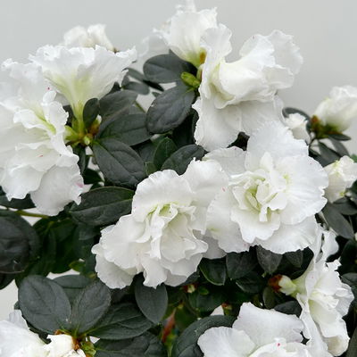 Azalee, Stamm, Farbe zufällig, Topf-Ø 13cm, Höhe ca. 45 cm, 2 Pflanzen Azalee, Stamm, Farbe zufällig, Topf-Ø 13cm, Höhe ca. 45 cm, 2 Pflanzen