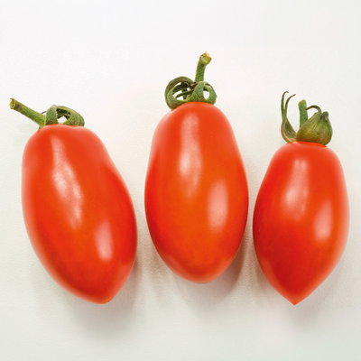Bio Mini-San Marzano 'Trilly', Topf-Ø 12 cm, 3 Pflanzen