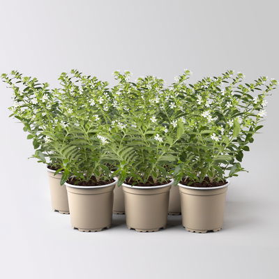 Japanische Scheinmyrte, weiß, Topf-Ø 11 cm, 6 Pflanzen