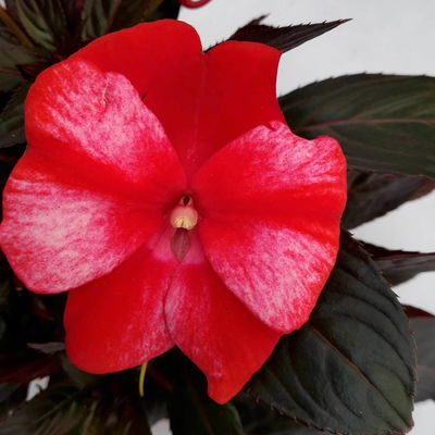 Edellieschen weiß-rot, Topf-Ø 12 cm, 6er-Set