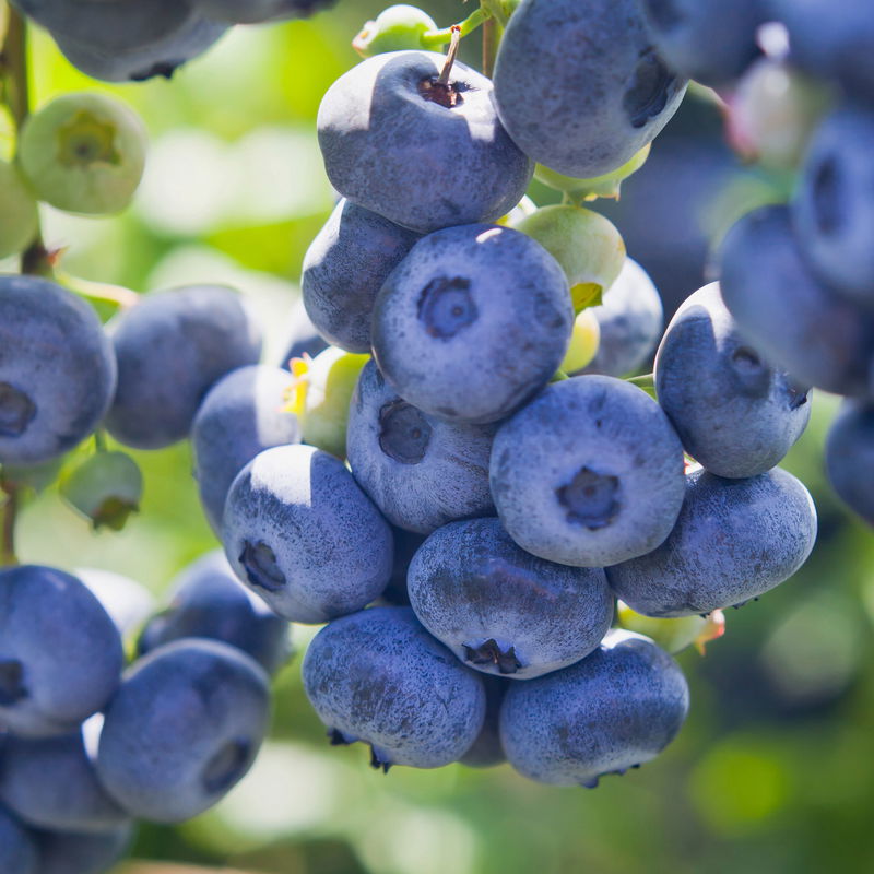 Heidelbeere Vaccinium corymbosum 'Brigitta Blue' kaufen PflanzenKölle