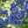 Heidelbeere 'Brigitta Blue', Höhe ca. 30-40 cm, Topf 23 cm