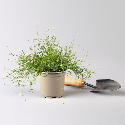 Bio Spanisches Gänseblümchen 'Blütenmeer' weiß, Topf 11x11 cm, 3 Pflanzen