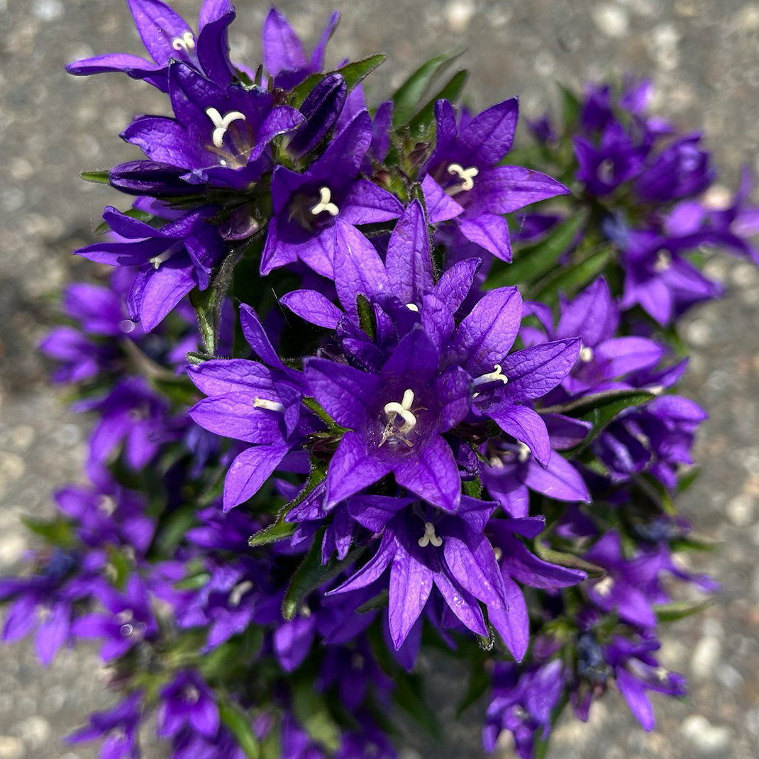 Bio Campanula glomerata 'Acaulis', violett, Topf 11x11 cm, 3 Pflanzen Bio Campanula glomerata 'Acaulis', violett, Topf 11x11 cm, 3 Pflanzen