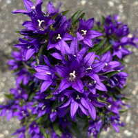 Bio Campanula glomerata 'Acaulis', violett, Topf 11x11 cm, 3 Pflanzen Bio Campanula glomerata 'Acaulis', violett, Topf 11x11 cm, 3 Pflanzen