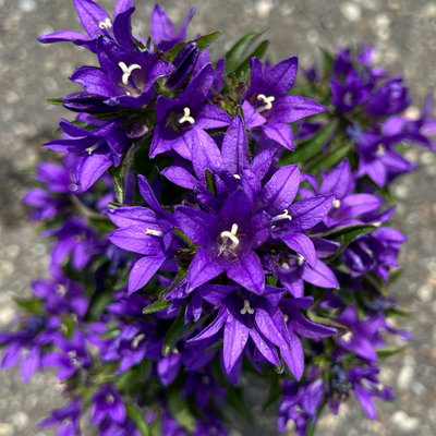 Bio Campanula glomerata 'Acaulis', violett, Topf 11x11 cm, 3 Pflanzen Bio Campanula glomerata 'Acaulis', violett, Topf 11x11 cm, 3 Pflanzen