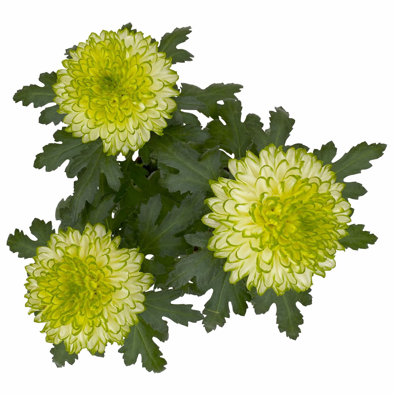 Chrysantheme 'Chrysanne® Zembla Next Lime' grün-weiß großbl. Topf-Ø 13cm 6er-Set