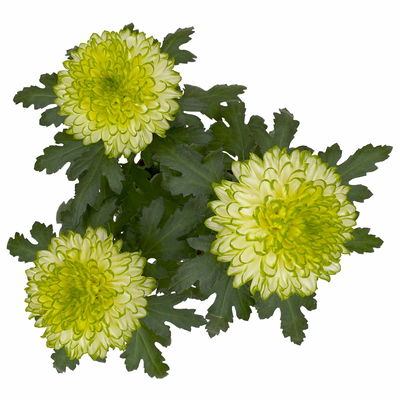 Chrysantheme 'Chrysanne® Zembla Next Lime', grün-weiß, Topf-Ø 13cm, 6 Pflanzen