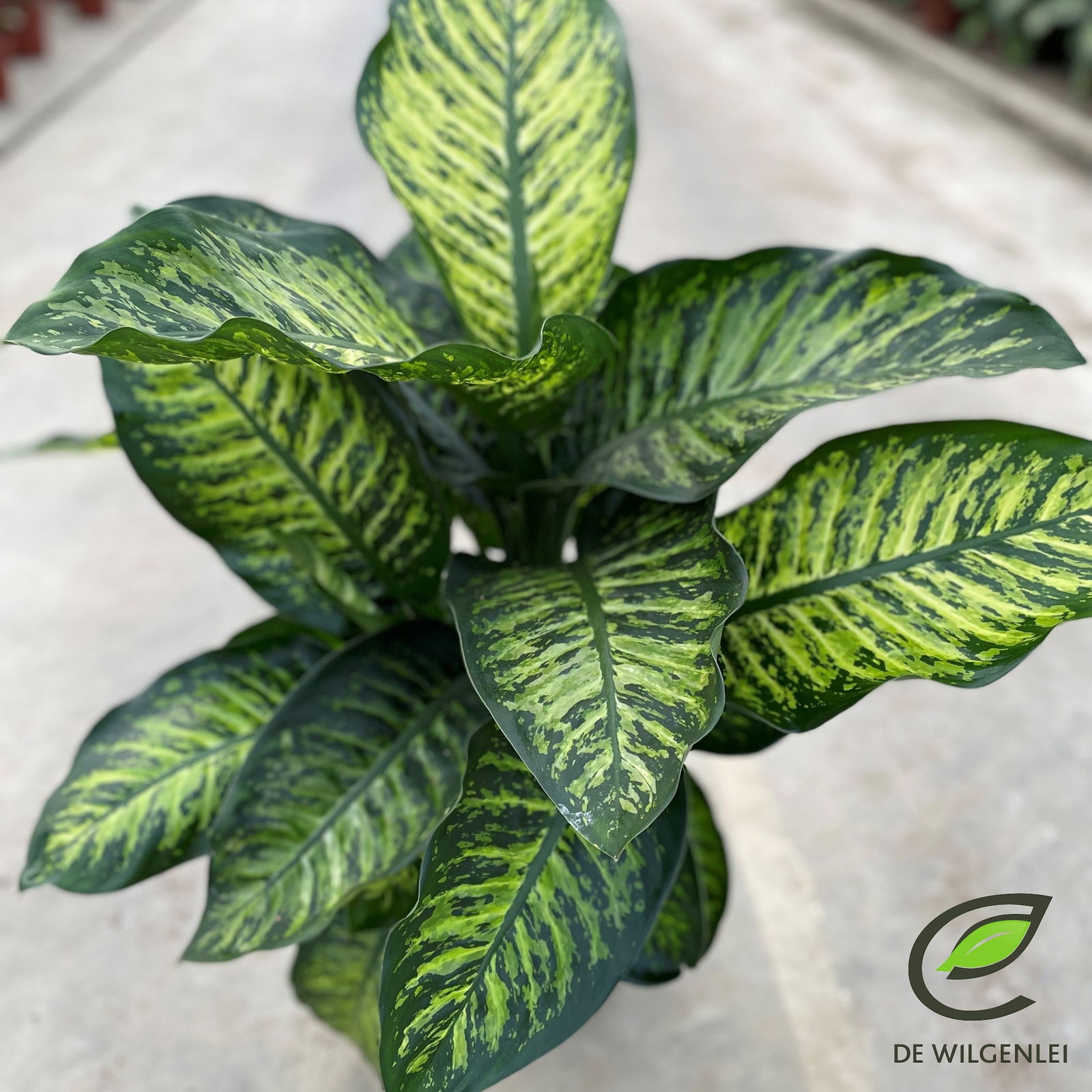 Dieffenbachie 'Maroba', Topf-Ø 21 cm, Höhe ca. 80 cm Dieffenbachie 'Maroba', Topf-Ø 21 cm, Höhe ca. 80 cm