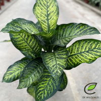 Dieffenbachie 'Maroba', Topf-Ø 21 cm, Höhe ca. 80 cm Dieffenbachie 'Maroba', Topf-Ø 21 cm, Höhe ca. 80 cm