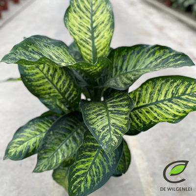 Dieffenbachie 'Maroba', Topf-Ø 21 cm, Höhe ca. 80 cm Dieffenbachie 'Maroba', Topf-Ø 21 cm, Höhe ca. 80 cm