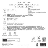 Kölles Beste Kollektion Bienen & Schmetterlinge Mischung, 30 Blumenknollen