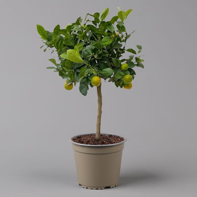Calamondin, Stamm, Topf-Ø 20 cm, Höhe ca. 60 cm Calamondin, Stamm, Topf-Ø 20 cm, Höhe ca. 60 cm
