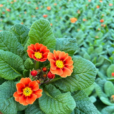 Primel, orange-rot, Topf-Ø 11 cm, 8 Pflanzen Primel, orange-rot, Topf-Ø 11 cm, 8 Pflanzen