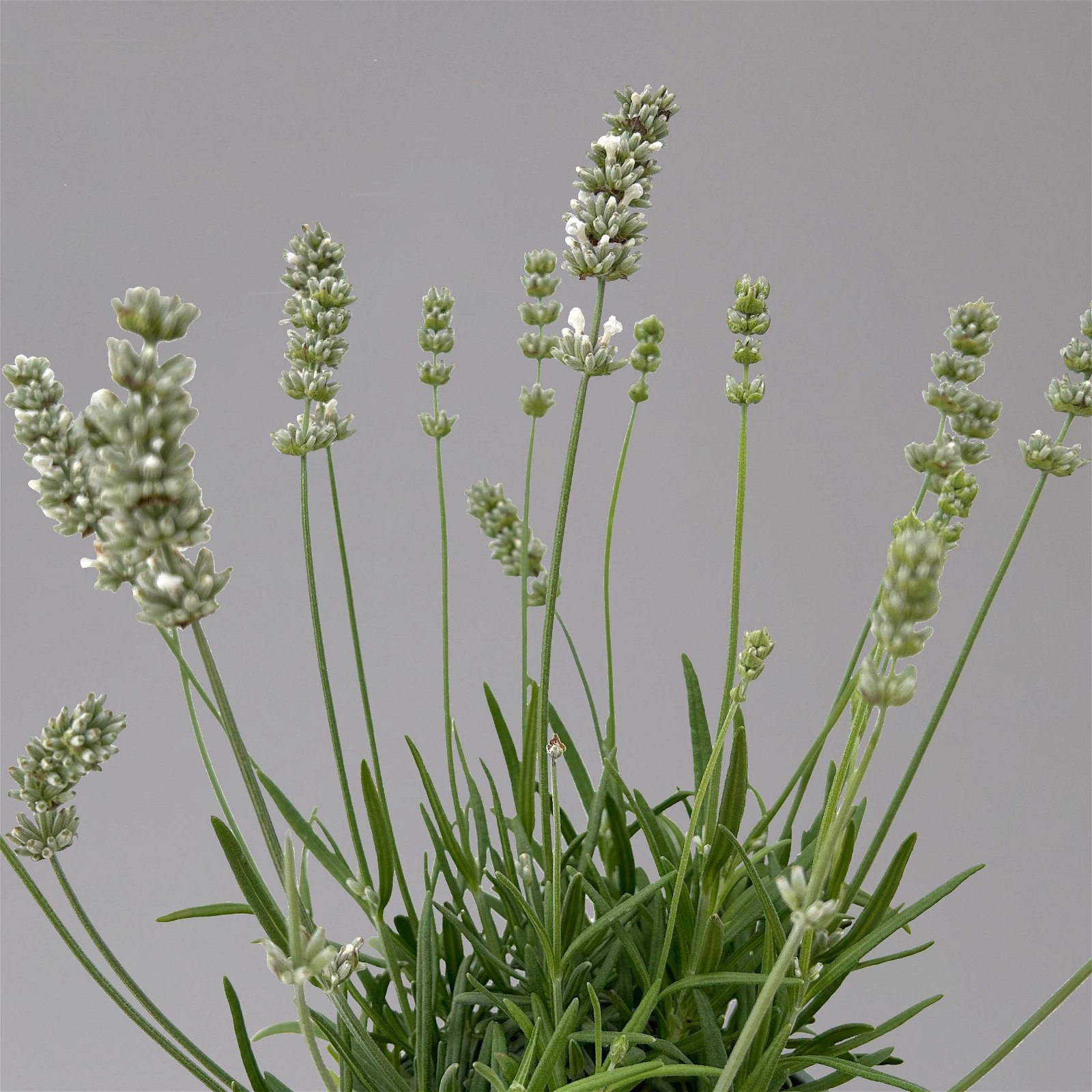 Lavendel weiß, Topf-Ø 13 cm, 6er-Set