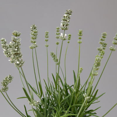 Lavendel, weiß, Topf-Ø 12 cm, 6 Pflanzen