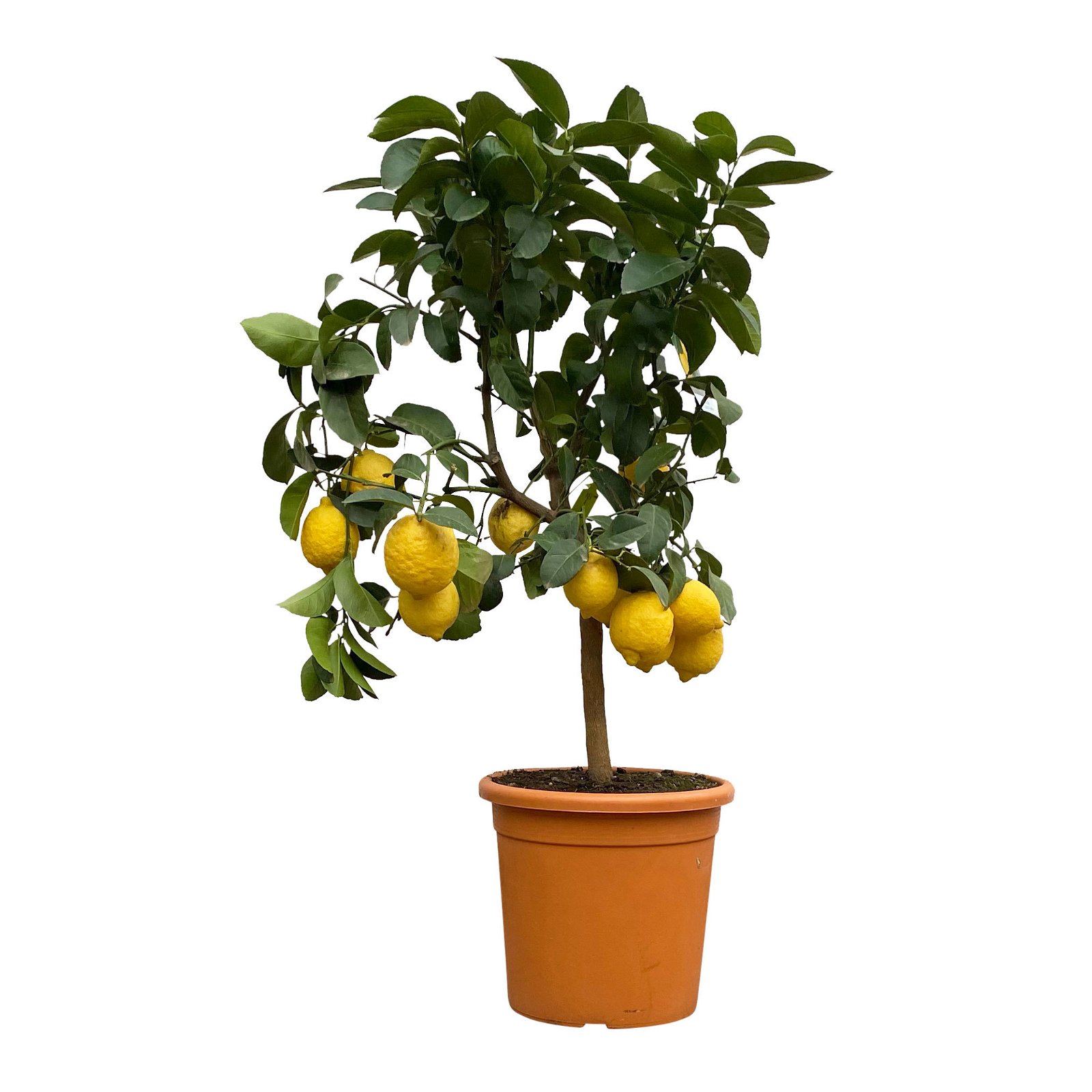 Zitronenbaum, Kurz-Stamm, Topf-Ø 26 cm, 2er-Set