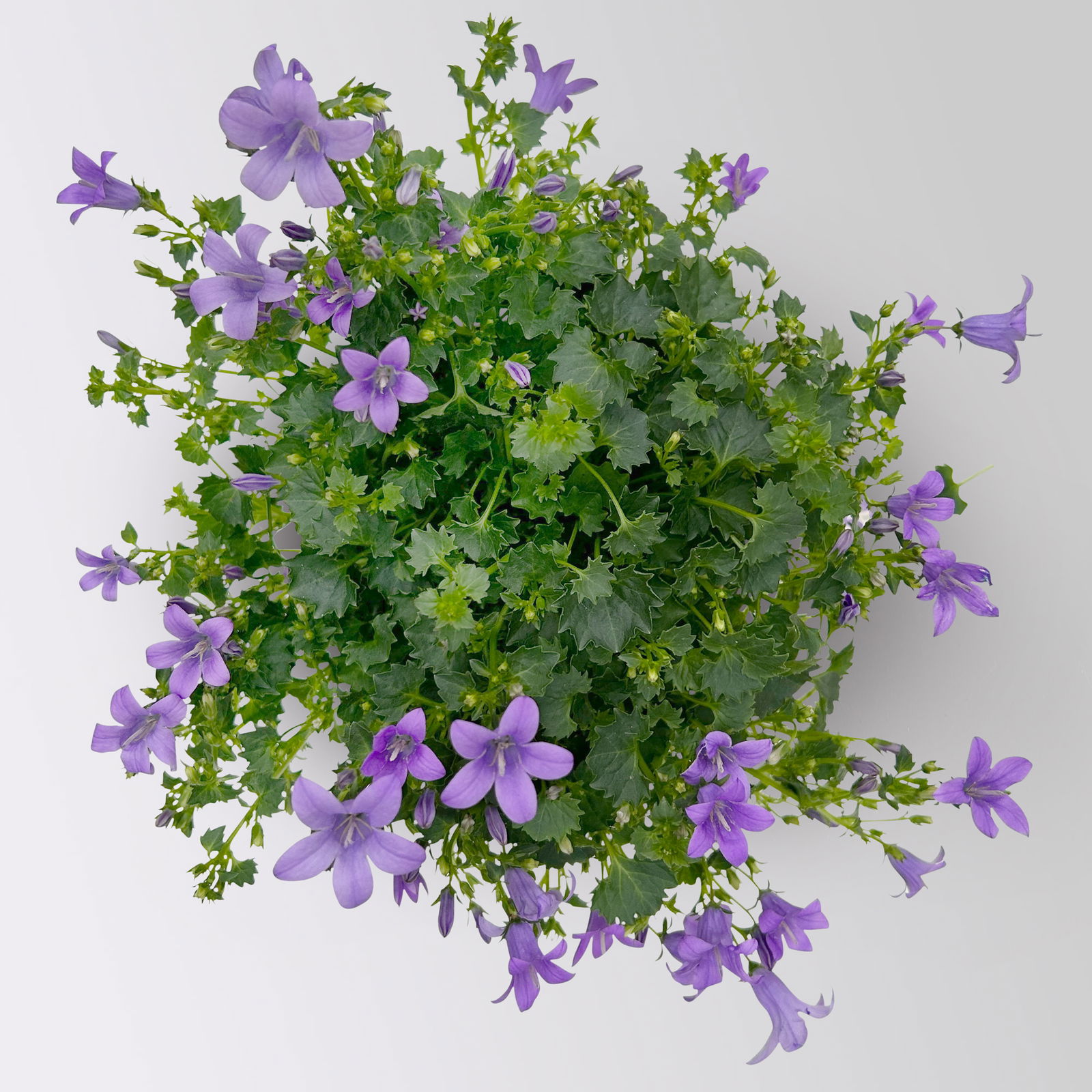 Campanula 'Ambella® Lavender' flieder, Topf-Ø 12 cm, 3er-Set