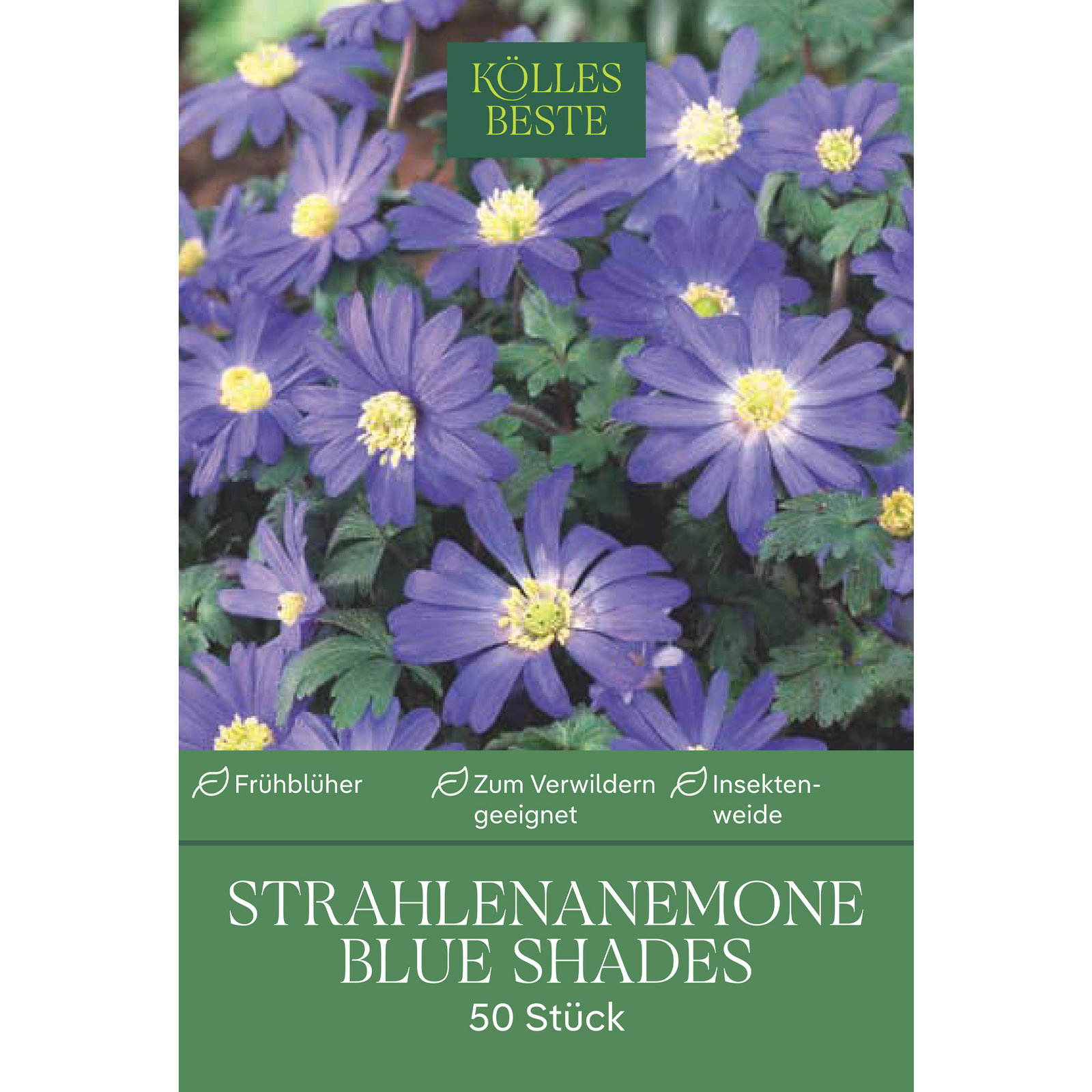 Kölles Beste Strahlenanemone Blue Shades, 50 Blumenzwiebeln