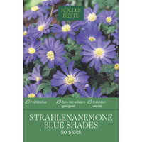 Kölles Beste Strahlenanemone Blue Shades, 50 Blumenzwiebeln Kölles Beste Strahlenanemone Blue Shades, 50 Blumenzwiebeln