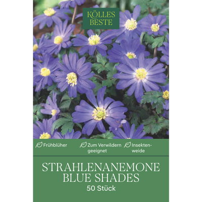 Kölles Beste Strahlenanemone Blue Shades, 50 Blumenzwiebeln Kölles Beste Strahlenanemone Blue Shades, 50 Blumenzwiebeln