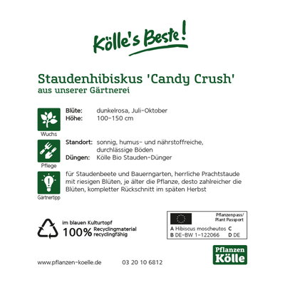 Staudenhibiskus 'Candy Crush' dunkelrosa, Topf 5 Liter Staudenhibiskus 'Candy Crush' dunkelrosa, Topf 5 Liter