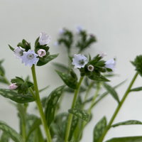 Bio Lungenkraut 'Opal', hellblau, Topf-Ø 12 cm, 3 Pflanzen Bio Lungenkraut 'Opal', hellblau, Topf-Ø 12 cm, 3 Pflanzen