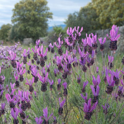 Schopflavendel 'Anouk', 6er-Set, Topf 10,5 cm Ø Schopflavendel 'Anouk', 6er-Set, Topf 10,5 cm Ø
