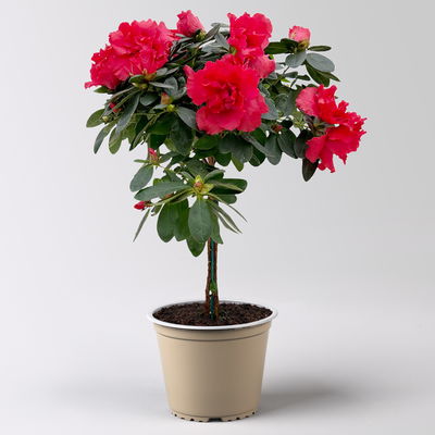 Azalee, Stamm, Farbe zufällig, Topf-Ø 13cm, Höhe ca. 45 cm, 2 Pflanzen Azalee, Stamm, Farbe zufällig, Topf-Ø 13cm, Höhe ca. 45 cm, 2 Pflanzen