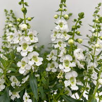 Angelonia 'Trio' rosa-weiß-lila/blau, Topf-Ø 19 cm, 2er-Set
