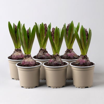 Hyazinthe, lila, vorgetrieben, Topf-Ø 9 cm, 6 Pflanzen