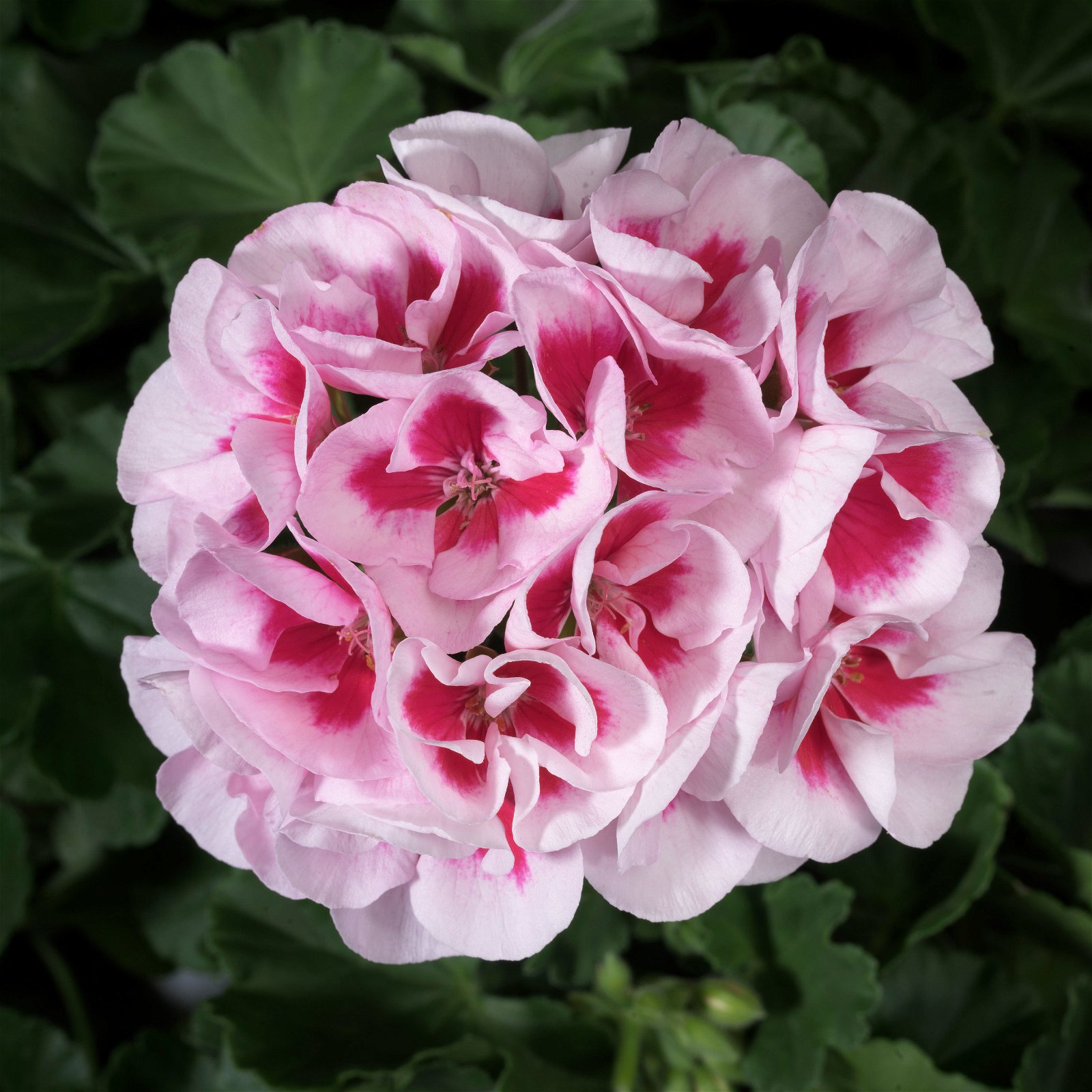 Geranie 'Americana® White Splash' weiß-rosa, stehend, Topf-Ø 13 cm, 6er-Set