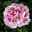 Geranie 'Americana® White Splash' weiß-rosa, stehend, Topf-Ø 13 cm, 6er-Set