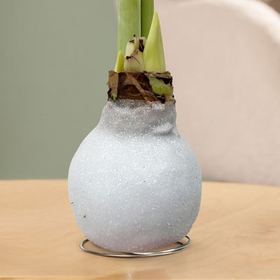 Amaryllis in Wachs, Dekor 'White Mix', zufällig, Blüte weiß, 2 Pflanzen