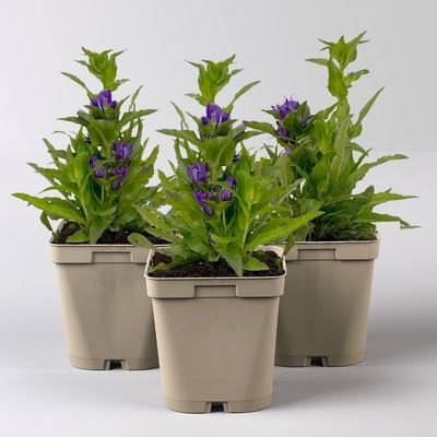 Bio Campanula glomerata 'Acaulis', violett, Topf 11x11 cm, 3 Pflanzen Bio Campanula glomerata 'Acaulis', violett, Topf 11x11 cm, 3 Pflanzen