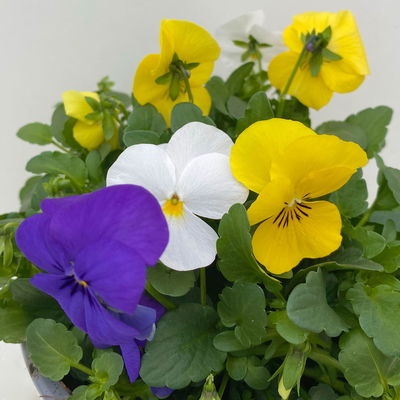 Hornveilchen 'Trio', blau-weiß-gelb, Topf -Ø 10/11 cm, 8 Pflanzen