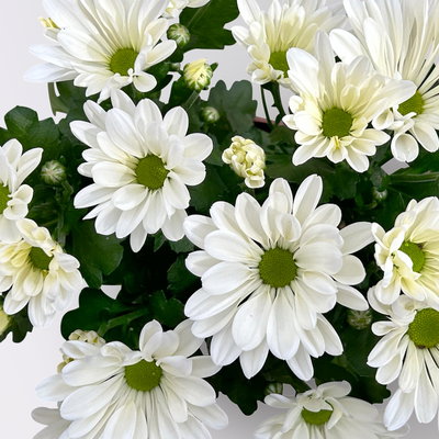 Chrysanthemen, weiß, Topf-Ø 12 cm, 6 Pflanzen Chrysanthemen, weiß, Topf-Ø 12 cm, 6 Pflanzen