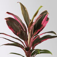 Grünpflanzen-Set Urban Jungle, dunkellaubig, Topf-Ø 12 cm, 4 Pflanzen