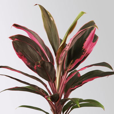 Grünpflanzen-Set Urban Jungle, dunkellaubig, Topf-Ø 12 cm, 4 Pflanzen