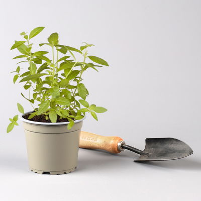 Bio Kräuter-Set 'Heiß & Kalt', 5 Pflanzen, Topf-Ø 12cm Bio Kräuter-Set 'Heiß & Kalt', 5 Pflanzen, Topf-Ø 12cm