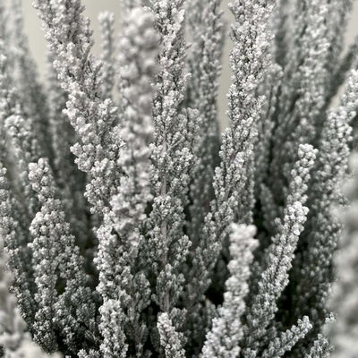 Besenheide SKYLINE®, weiß gefärbt, Topf-Ø 11 cm, 6 Pflanzen