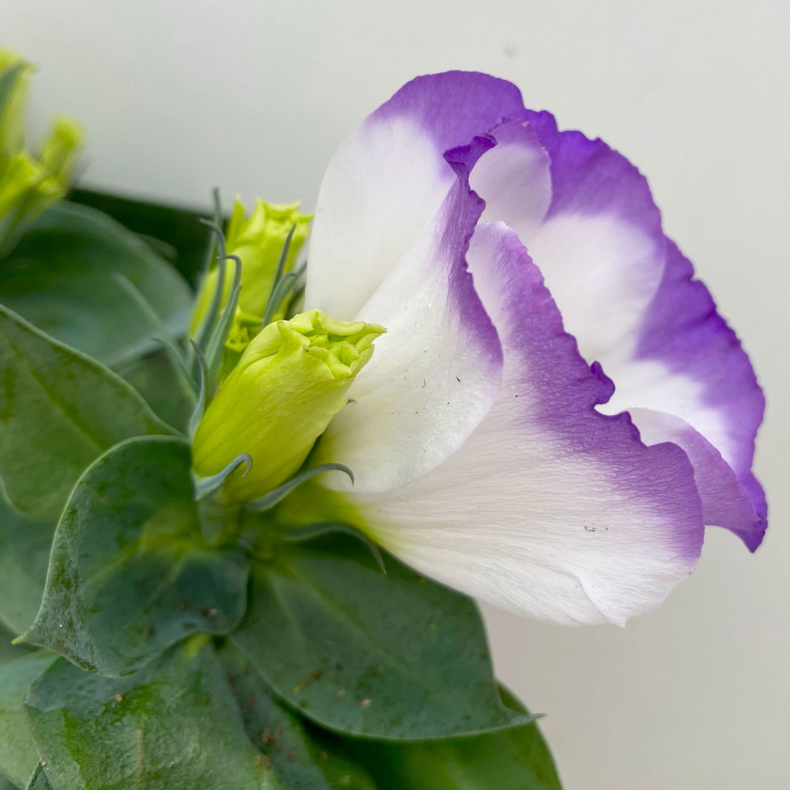 Lisianthus, weiß, Topf-Ø 10,5 cm, 6 Pflanzen
