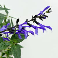 Pfirsichsalbei, blau, Topf-Ø 21 cm, Höhe ca. 40 cm